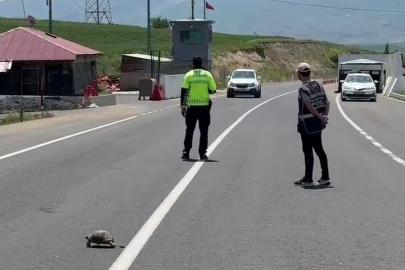 Hınıs’ta şefkatli müdahale: Kaplumbağa güvenle karşıya geçti