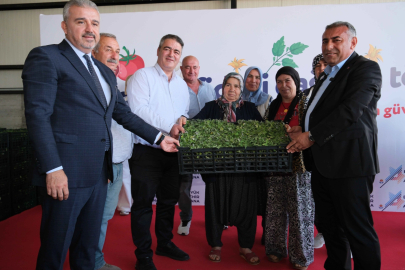 Aladağ’da 400 bin domates fidesi üreticiyle buluştu