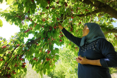Antalya'da erkenci kiraz hasadı başladı