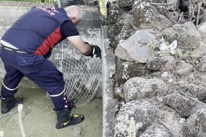 İtfaiye seferber oldu: Nadir görülen bal porsuğu kurtarıldı