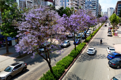 Adana'da jakarandalar çiçek açtı, kent mor renge büründü