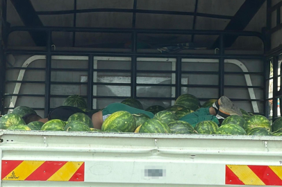 Adana’da sıcaktan bunalan işçi karpuzların üstünde uyuyakaldı