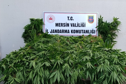 Ormanda kenevir yetiştirenlere suçüstü operasyon: 2 tutuklama