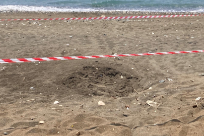 Erdemli sahilinde bir ilk: Caretta caretta ilçe merkezinde yuva yaptı