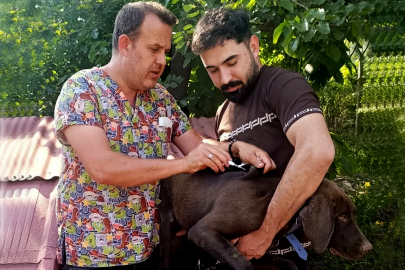 Mikroçip seferberliği: Köpekler tek tek kayıt altına alınıyor