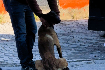 Afyonkarahisar’da dehşet: Köpek saldırısında kadın yaralandı
