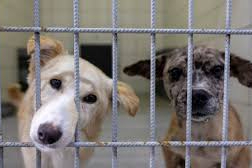 Bakan Çiftçi tarih verdi: Tüm sokak köpekleri barınaklara toplanacak