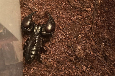 İstanbul'daki evden çıkanlar şaşkına çevirdi! Tarantula, yılan, akrep ve Afrika dev salyangozlarına el konuldu