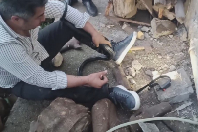 Yılancı Kemal’den nefes kesen operasyon: İki karayılanı delikten çıkardı