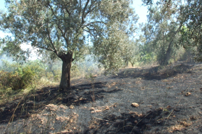 Burhaniye de çıkan arazi yangınında çok sayıda zeytin ağacı zarar gördü