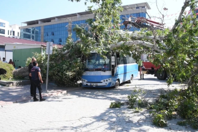 Osmaniye’de çınar ağacı otobüsün üzerine devrildi
