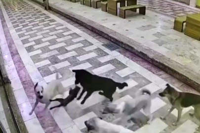 6 sokak köpeğinin saldırısına uğrayan kedinin verdiği mücadele kamerada