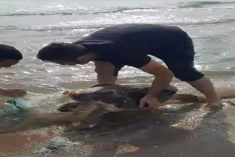 Adana'da ağa dolanan deniz kaplumbağası kurtarıldı