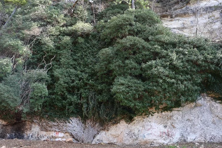 Adana Aladağ'da 4 bin yıllık orman sarması doğaseverleri büyülüyor