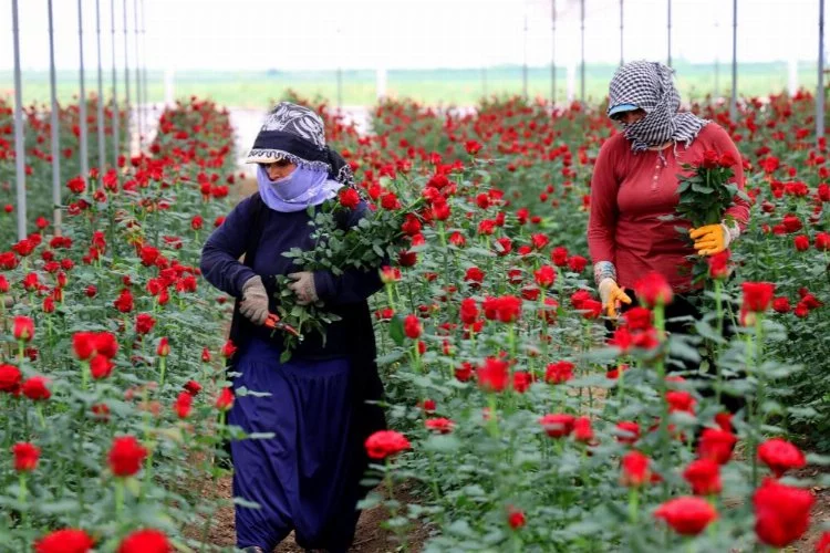 Adana'da Anneler Günü yaklaşırken gül üreticilerinde hasat yoğunluğu başladı