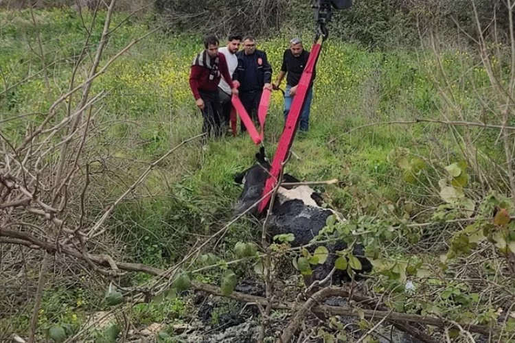 Adana'da balçığa saplanan ineği itfaiye ekipleri kurtardı