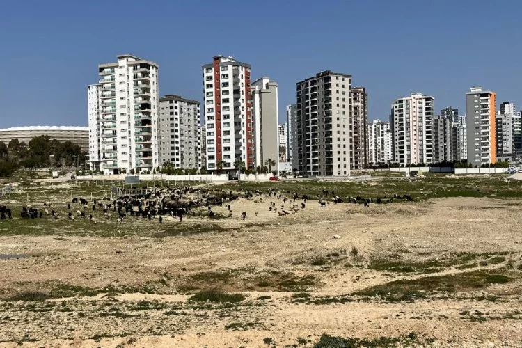 Adana'da milyonluk dairelerin önü hayvan otlama alanına döndü