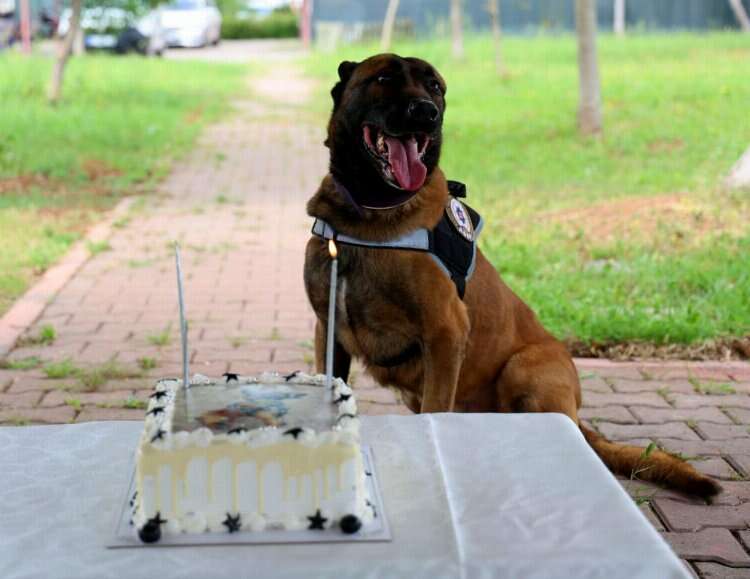Adana'da narkotik dedektör köpeği Hulk'un 7'nci yaş günü pasta kesilerek kutlandı 2