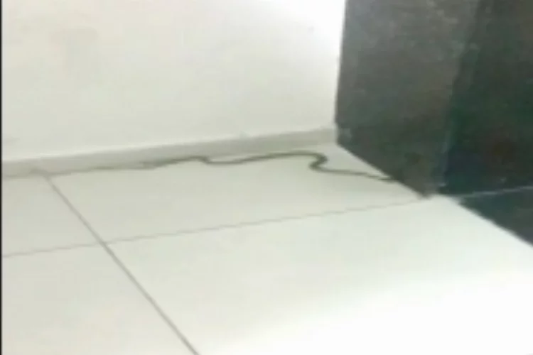 Adana Büyükşehir Belediyesi’nde yılan paniği