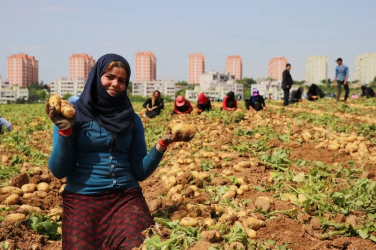  Adana'da patates hasadı başladı