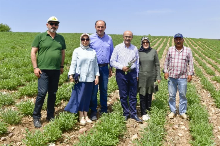 Adana'da tarımsal  ürün çeşitliliği artıyor