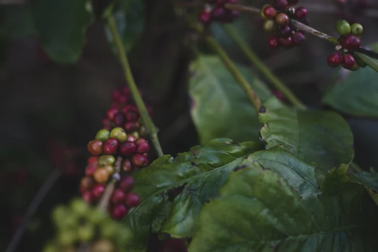 Ağaç gölgesinde yetiştirilen "Küba kahvesi" sürdürülebilir tarıma örnek oluyor