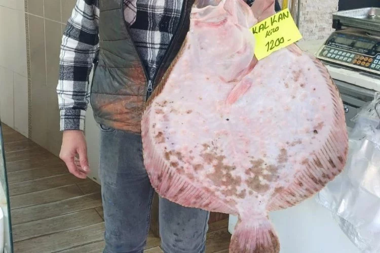 Akçakoca'da yakalanan dev kalkan balığı: Kilosu bin 200 liradan satışta