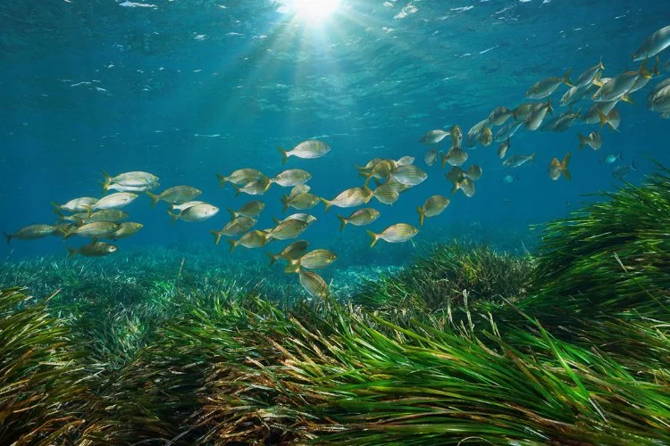 Akdeniz'deki deniz çayırlarının yüzde 34'ünden fazlası yok oldu