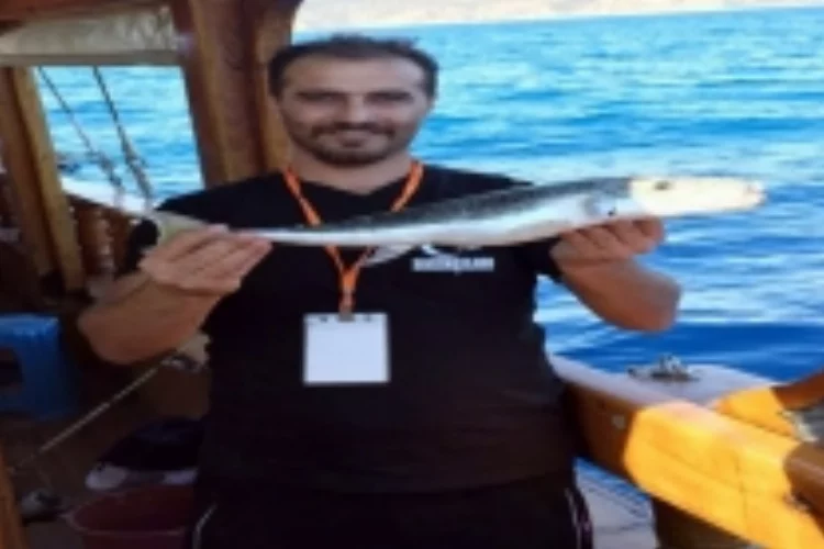 Akdeniz’de balon balığı kabusu