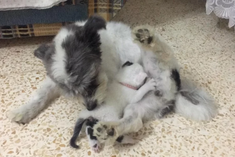 Annesiz kalan yavru kediye  köpek annelik yapıyor