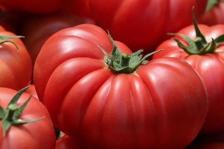 Antalya'da domates fiyatlarındaki artışlar açıklandı