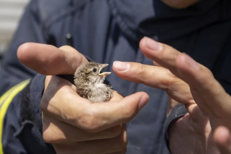 Antalya'da duvara sıkışan kuş yavrusu itfaiye ekiplerince kurtarıldı