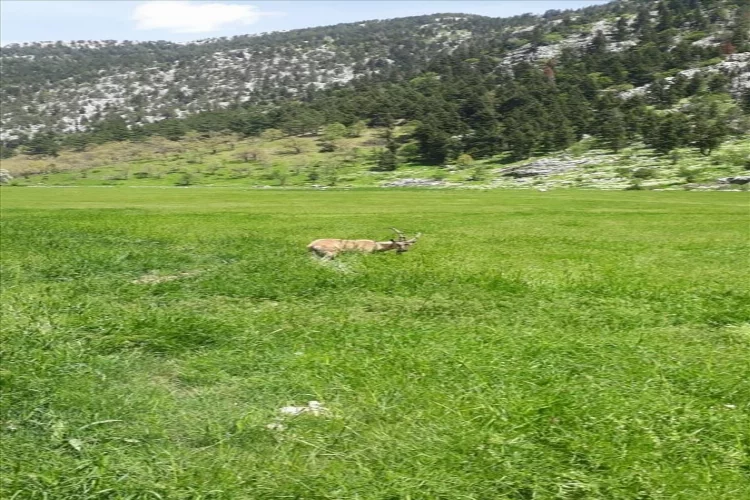 Antalya'da hareketsiz halde bulunan yaban keçisi tedavi edildi