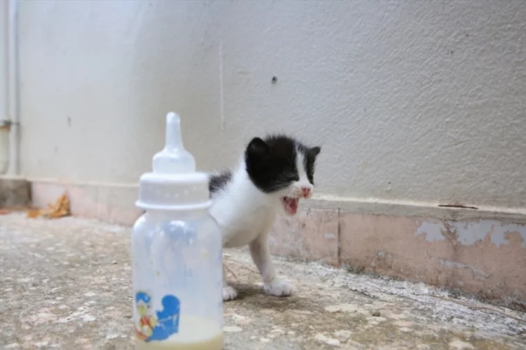 Antalya'da öldürülen kediyle emzirdiği yavruları hayvanseverler sahiplendi