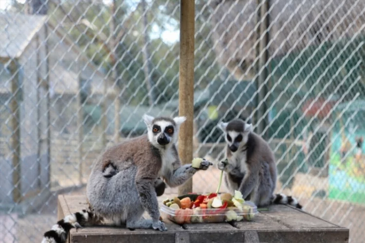 Antalya Hayvanat Bahçesi'ndeki bazı hayvanların doğum yapması sevindirdi