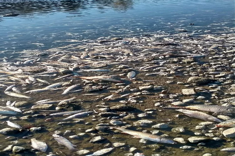 Ceyhan Nehri’ne kimyasal atıklar dökülüyor iddiası