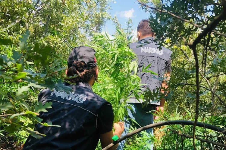 ’Uyuşturucu ormanı’na polis baskını