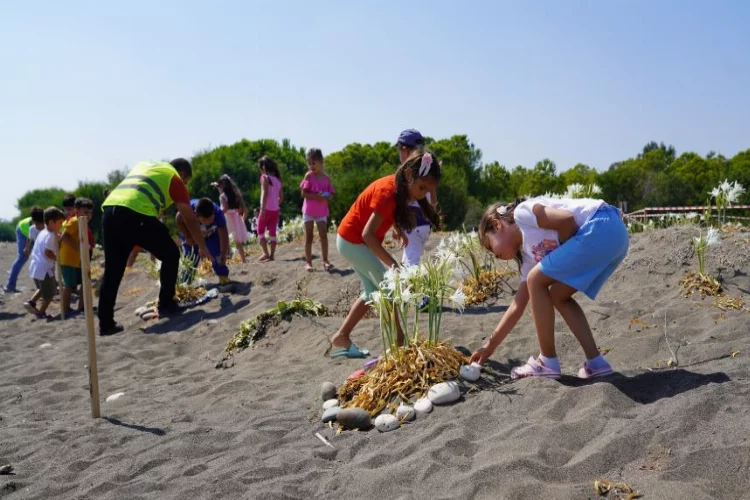 Mersin'de nesli tükenmekte olan kum zambaklarını çocuklar koruyor