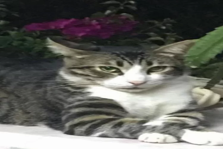 Bayrampaşa’da sahipli kediyi kaçırdıktan sonra öldüren şüpheli yakalandı