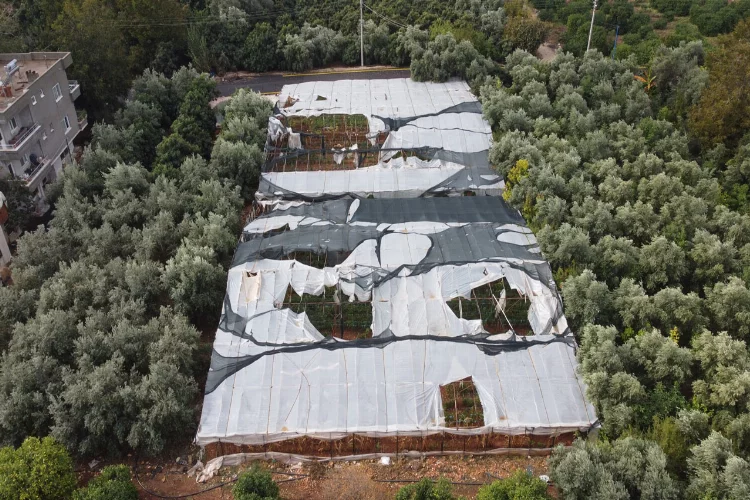 Mersin'de etkili olan dolu bir çok bahçeye zarar verdi, limonda yüzde 70'e kadar hasar tespit edildi