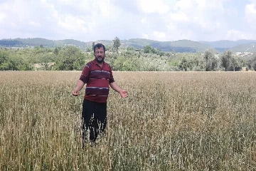 Osmaniye'de dolu yağışı buğday tarlalarını vurdu