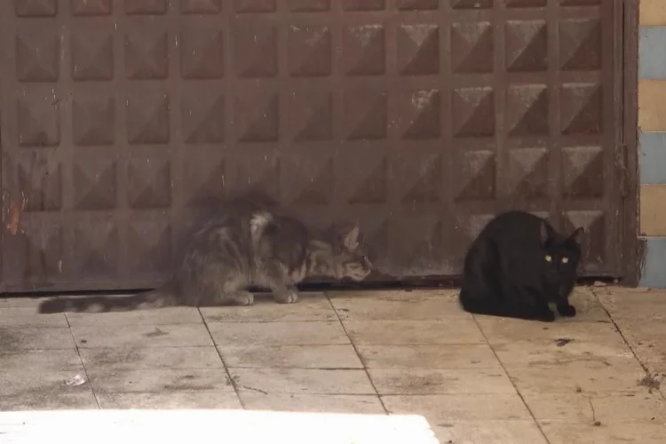 Annesi günlerdir kapıda bekliyordu, garajda mahsur kalan yavru kedi kurtarıldı