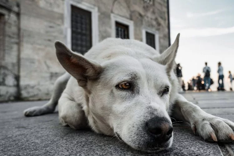 Başıboş köpek sayısı Türkiye'de korkutucu boyuta ulaştı