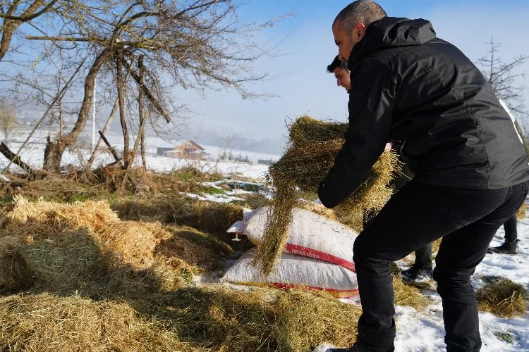 Bolu'da yılkı atlarına karla mücadele desteği