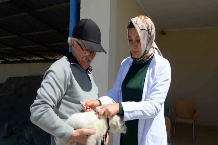 Bozüyük’te ücretsiz kuduz aşısı kampanyası
