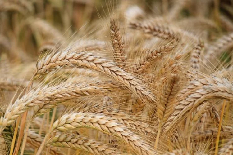 Korkut: Buğday taban  fiyatı en az 11 lira olmalı