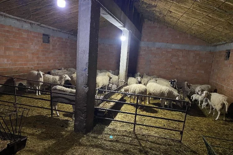 Çoban yanında işe girdiği sürü sahibinin 70’e yakın hayvanını çaldı