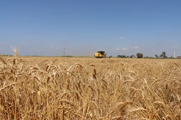 Çukurova'da hasadına başlanan buğdaydan 700 bin ton rekolte bekleniyor