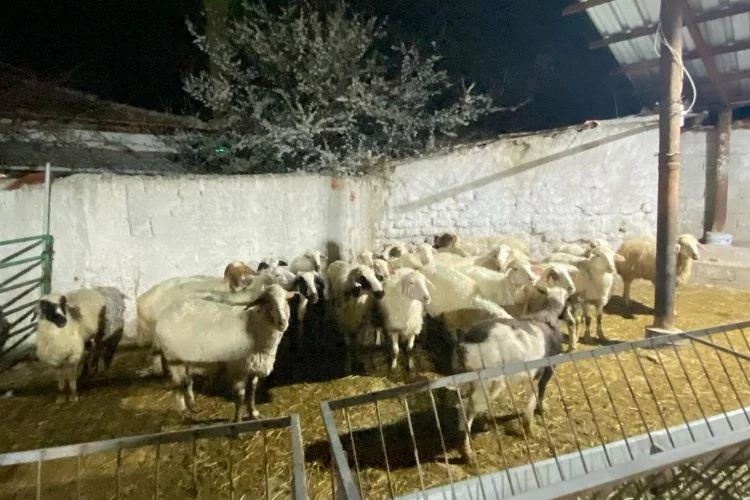 Çumra'da jandarma operasyonunda: 30 koyun ele geçirildi