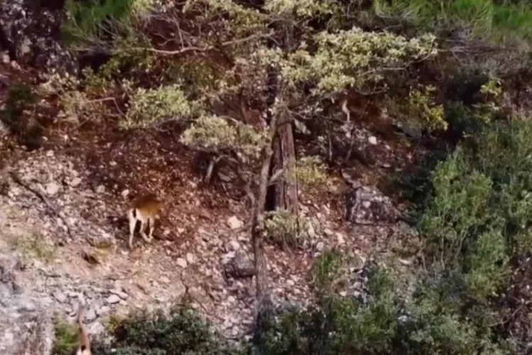 Dağ keçisi sürüsü dron ile görüntülendi